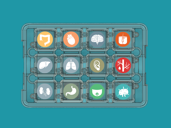 organ-on-a-chip alternative